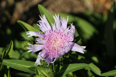 春天 自然 植物学 矢车菊 花园 美女 夏天 季节 紫菀