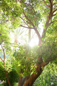 环境 亚洲 美丽的 自然 风景 分支 太阳 夏天 森林 植物