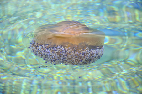 地中海 海洋 水母