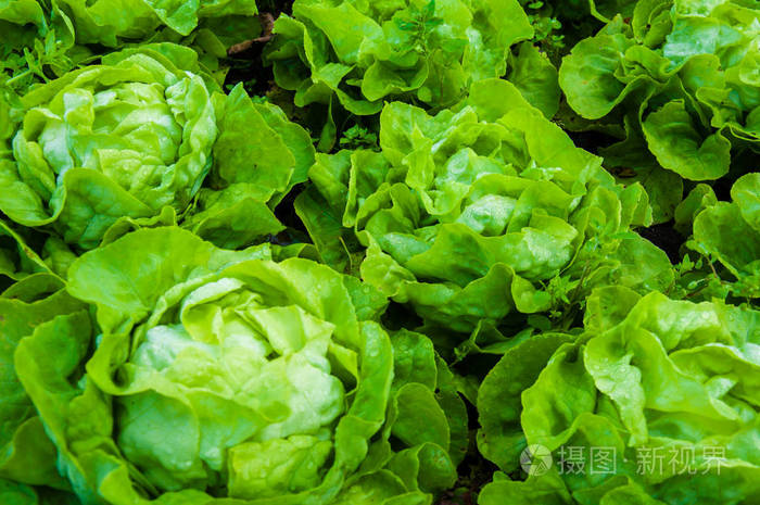 素食主义者 沙拉 夏天 自然 植物 生菜 食物 营养 雨滴