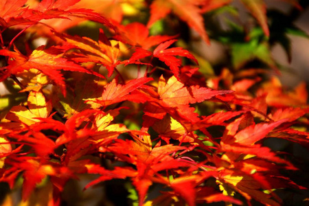 公园 落下 颜色 秋天 美丽的 环境 植物 树叶 自然 季节