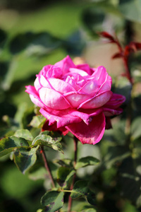 美丽的 萌芽 季节 日光 玫瑰 颜色 灌木 开花 夏天 花的