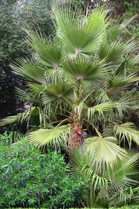 生长 美丽的 分支 植物学 植物区系 植物 花园 自然 美女