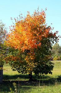 枫树 美丽的 特写镜头 十一月 树叶 落下 纹理 季节 植物区系