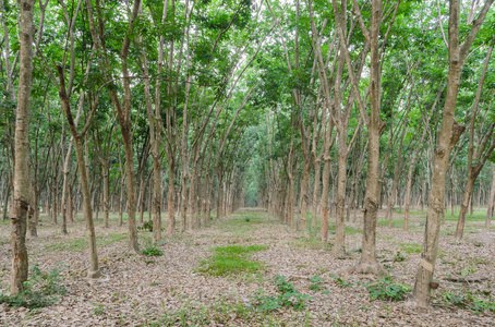 木材 分支 行业 泰国 收割 树干 植物区系 农业 森林