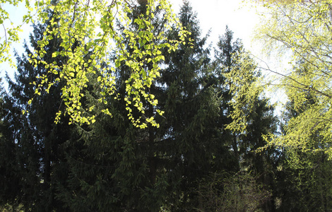 夏天 公园 分支 美丽的 木材 森林 环境 风景 春天 秋天