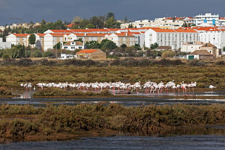 天空 海洋 海岸线 葡萄牙 海滩 风景 建筑学 旅游业 火烈鸟