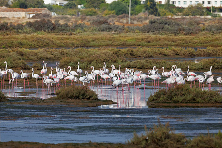 葡萄牙 羽毛 野生动物 动物 美丽的 风景 自然 池塘 美女