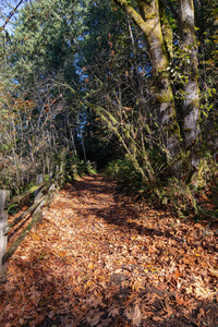 穿过落叶林的褐色树叶小路