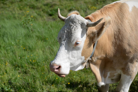 挤奶机 柳树 风景 阿尔卑斯山 蒂罗尔 牛奶 牧场 乡村