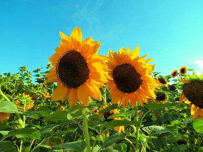 繁荣 植物 辐射 花瓣 开花 夏天 向日葵 射线 领域 闪耀