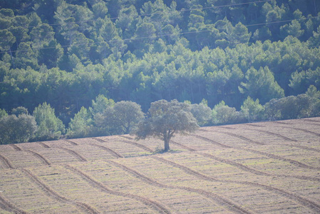 自然 旅行 领域 草地 风景 西班牙 乡村