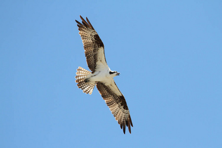 鱼鹰 动物 航班 野生动物 苍穹 自然 天空 羽毛 猛禽