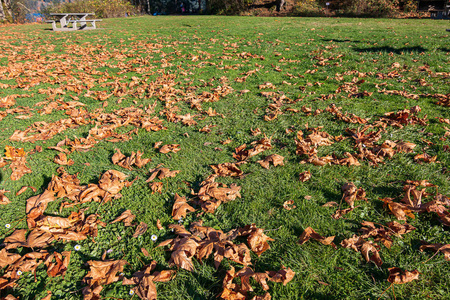 秋天西北太平洋地区枫树的落叶地毯