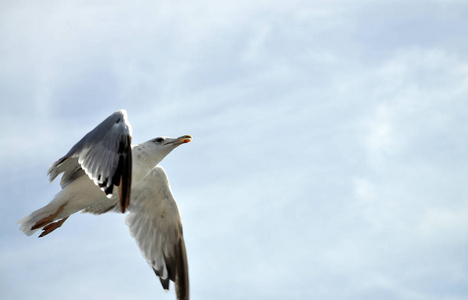 飞行 海鸥 苍蝇 动物 航班