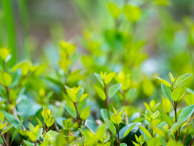 环境 花园 夏天 变模糊 生长 颜色 植物 植物学 墙纸