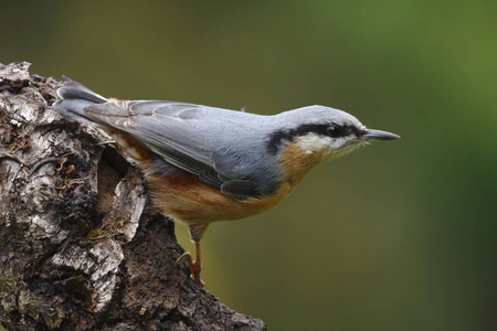 自然 巴伐利亚 可爱的 木材 动物群 动物 林地 鸣禽 冬天