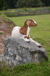 风景 宠物 美丽的 犬科动物 夏天 农场 草地 哺乳动物