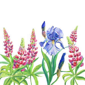 蓝色和紫色的虹膜。粉红色羽扇豆。水彩画白色的花和叶背景。插图.
