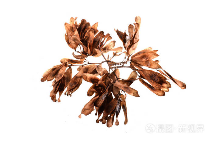 白色背景上孤立的干叶