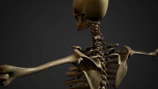 人类骨骼的骨头照片