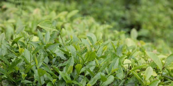 花园 农场 乡村 复制空间 作物 种植园 农事 自然 生长