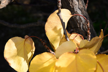 季节 树叶 纹理 落下 自然 秋天 美丽的 植物区系 十一月