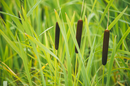 有时人们叫它芦苇.浅自由度选择性聚焦宏镜头照片