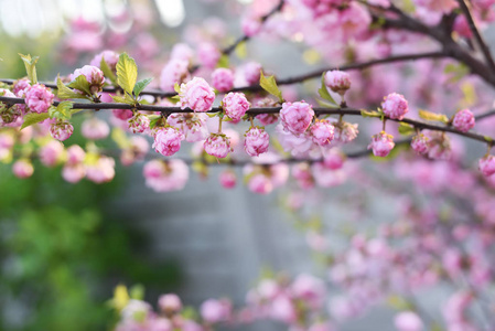 分支 花的 成长 生长 园艺 粉红色 品种 花园 植物 种类