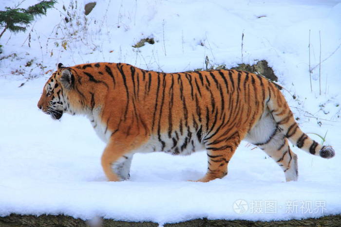 毛皮 野生动物 猫科动物 危险 野猫 动物 危险的 条纹