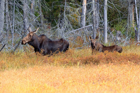 家庭 秋天 哺乳动物 领域 落下 雄鹿 狩猎 森林 荒野
