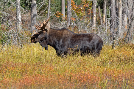 毛皮 加拿大 狩猎 荒野 森林 草地 科罗拉多 公园 鹿角