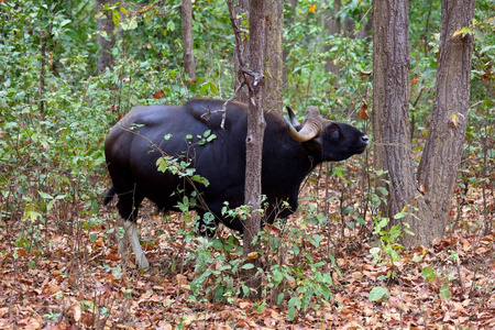公园 亚洲 动物群 荒野 公牛 水牛 动物 野生动物 游猎
