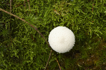 苔藓 自然 蘑菇 担子菌门 琼脂 真菌 菌类 番茄 木耳科