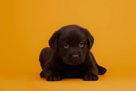 可爱的 巧克力 演播室 动物 哺乳动物 肖像 犬科动物 小狗