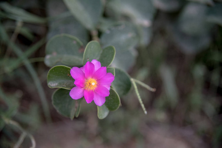 特写镜头 紫色 花园 粉红色 花瓣 开花 美丽的 草地 公园