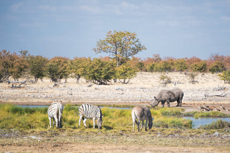 国家的 野生动物 沙漠 自然 公园 水坑 动物 荒野 纳米比亚