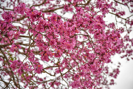 公园 开花 花的 花瓣 日本人 植物 园艺 盛开 樱花 花园