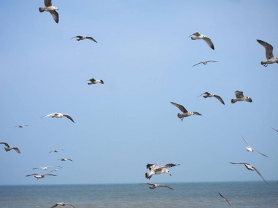 野生动物 苍蝇 海滩 波浪 飞行 翅膀 海洋 海岸 自然