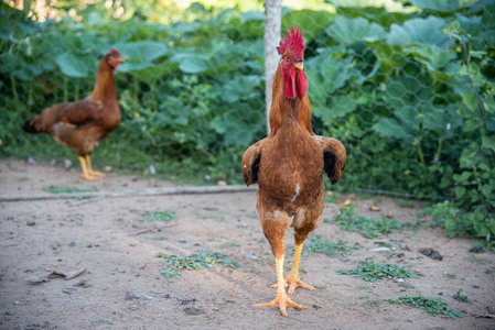 农场 农业 喂养 家禽 母鸡 动物 国家 牲畜 梳子 农事