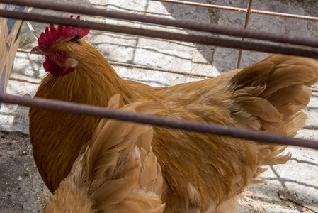 颜色 梳子 家禽 农事 范围 动物 美丽的 鸡蛋 牲畜 农业