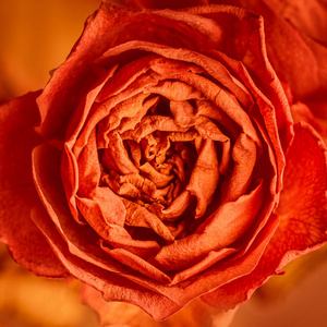 橙色玫瑰花广场背景设计图片图片