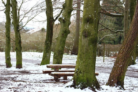长凳 座位 分支 风景 建筑 树皮 房屋 自然 树干 冬天