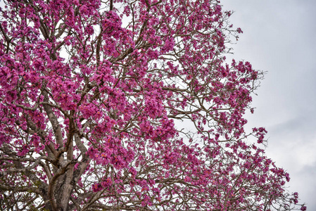 花的 植物区系 颜色 盛开 春天 公园 季节 美丽的 分支