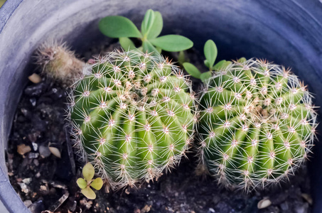 颜色 植物 特写镜头 花园 生长 成长 沙漠 植物区系 夏天