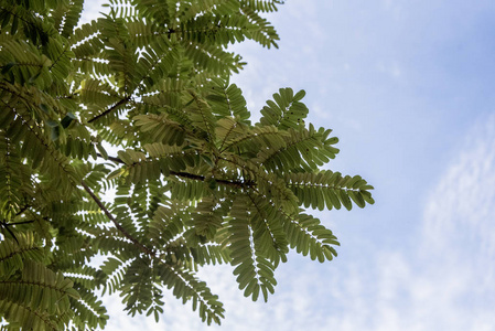 高的 树叶 美女 树干 分支 植物 天空 夏天 颜色 春天