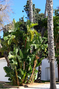 季节 美丽的 自然 植物学 生长 植物区系 植物 颜色 环境