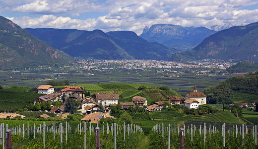 阿尔卑斯山 远景 葡萄园 全景图 水果 葡萄栽培 见解 景象