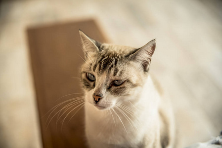 肖像 哺乳动物 猫科动物 宠物 自然 繁殖 可爱极了 毛茸茸的