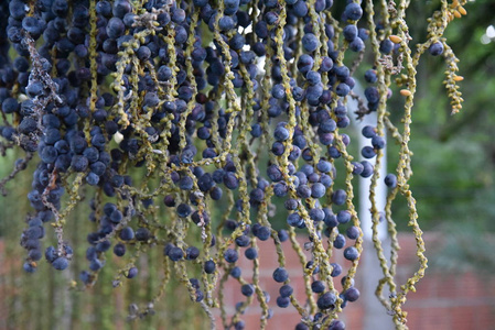 花园 草本植物 自然 领域 风景 特写镜头 灌木 分支 植物区系